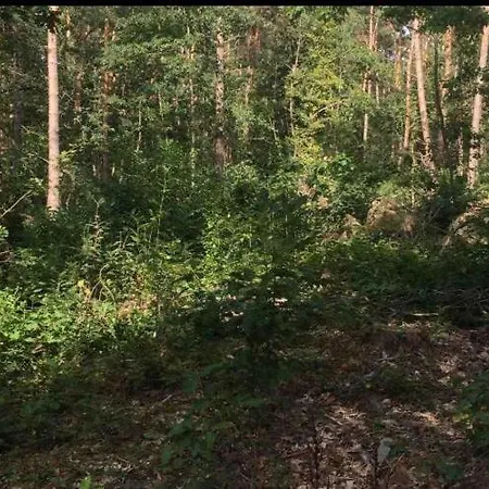 Nieuw Vebouwd Boshuisje Meibloempje